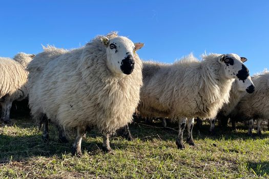 112 Heemskerk live: actueel overzicht van meldingen
